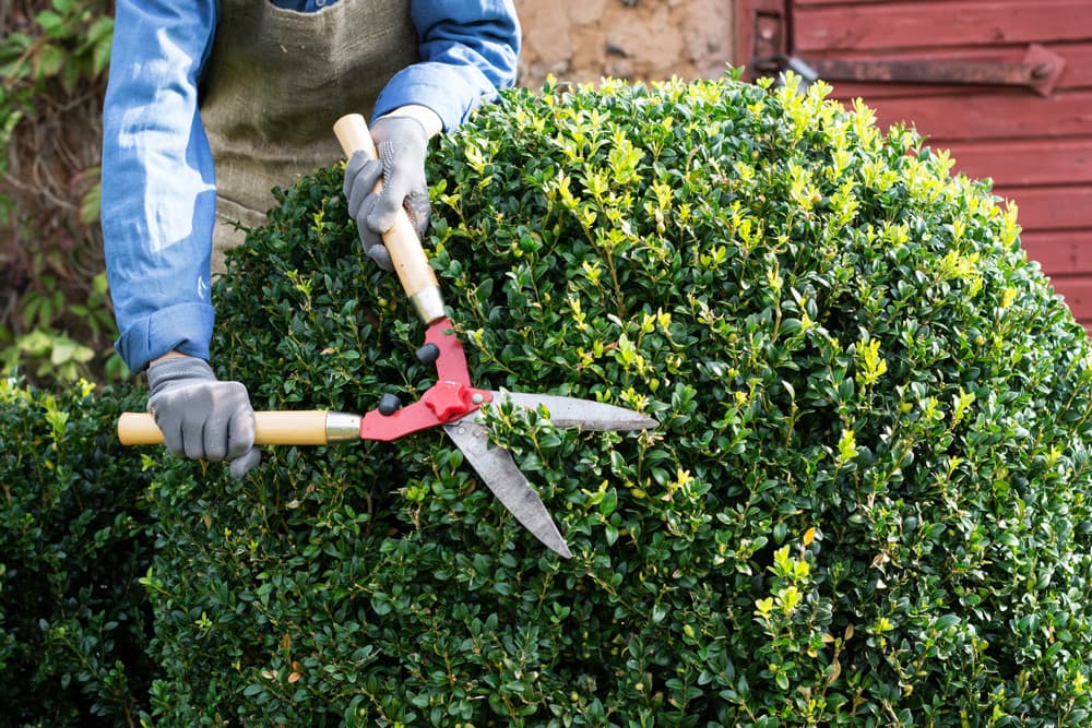 mantenimiento de jardines en Ourense