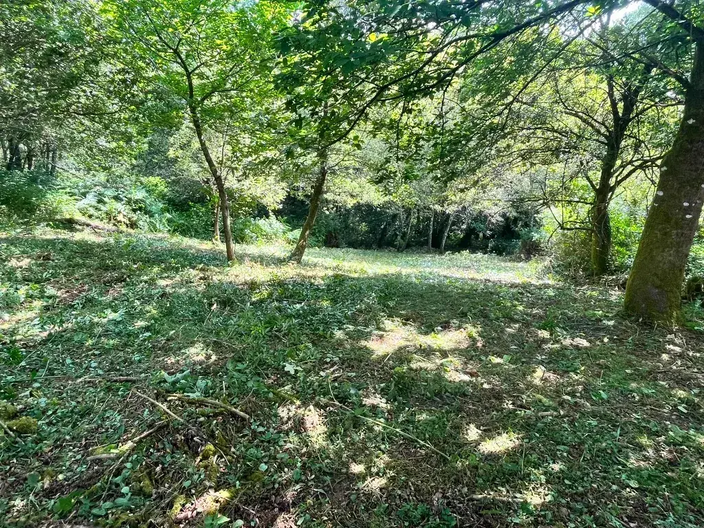 Desbroce de finca en Maceda cerca de Ourense