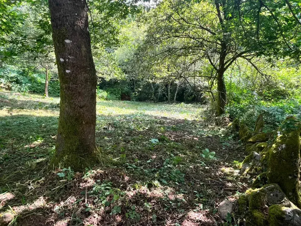Desbroce de finca en Xunqueira de Espadanedo cerca de Ourense