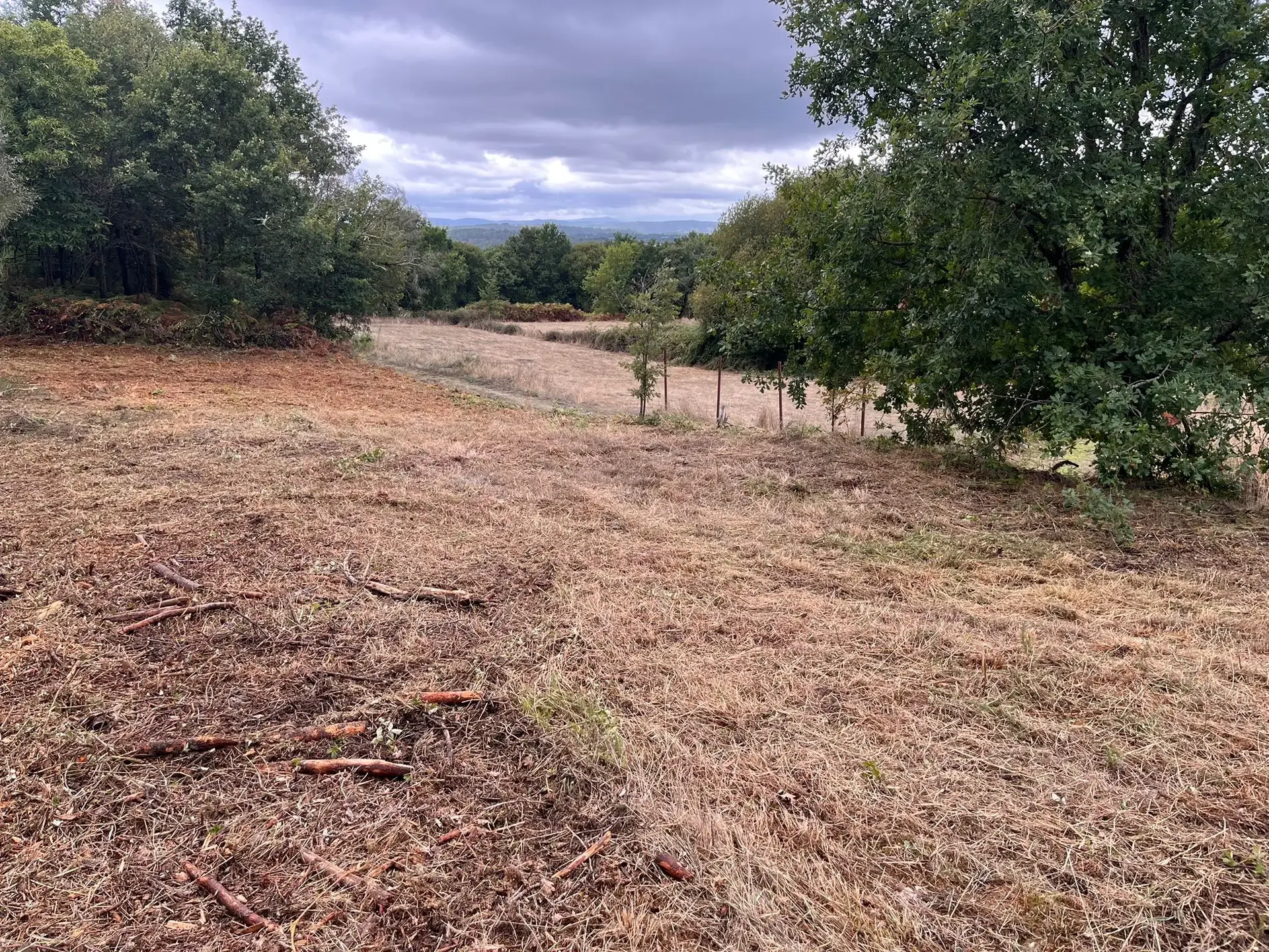 Desbroce de finca en Castrelo de Miño cerca de Ourense