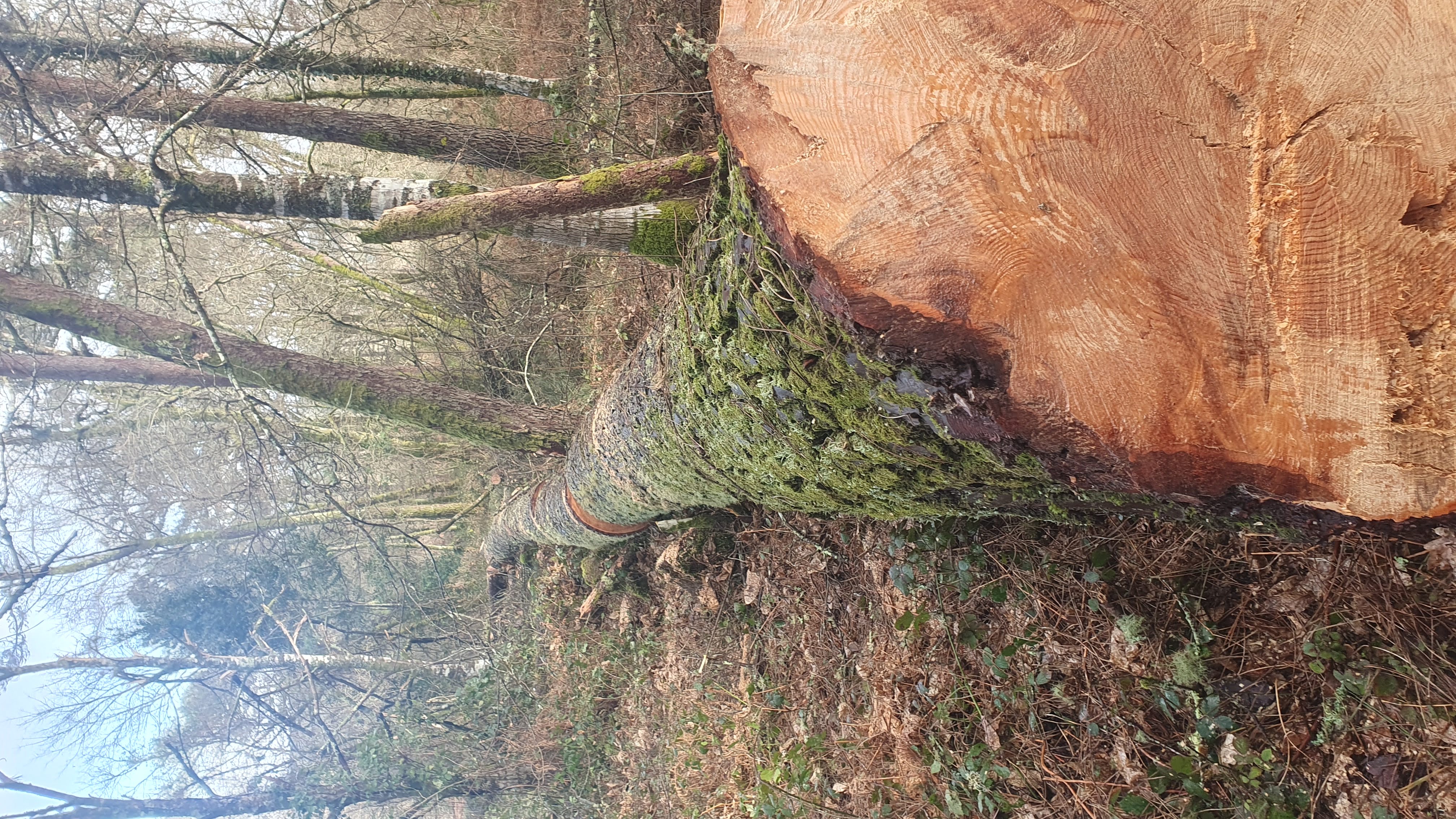 Talas controladas y apeo en Ourense