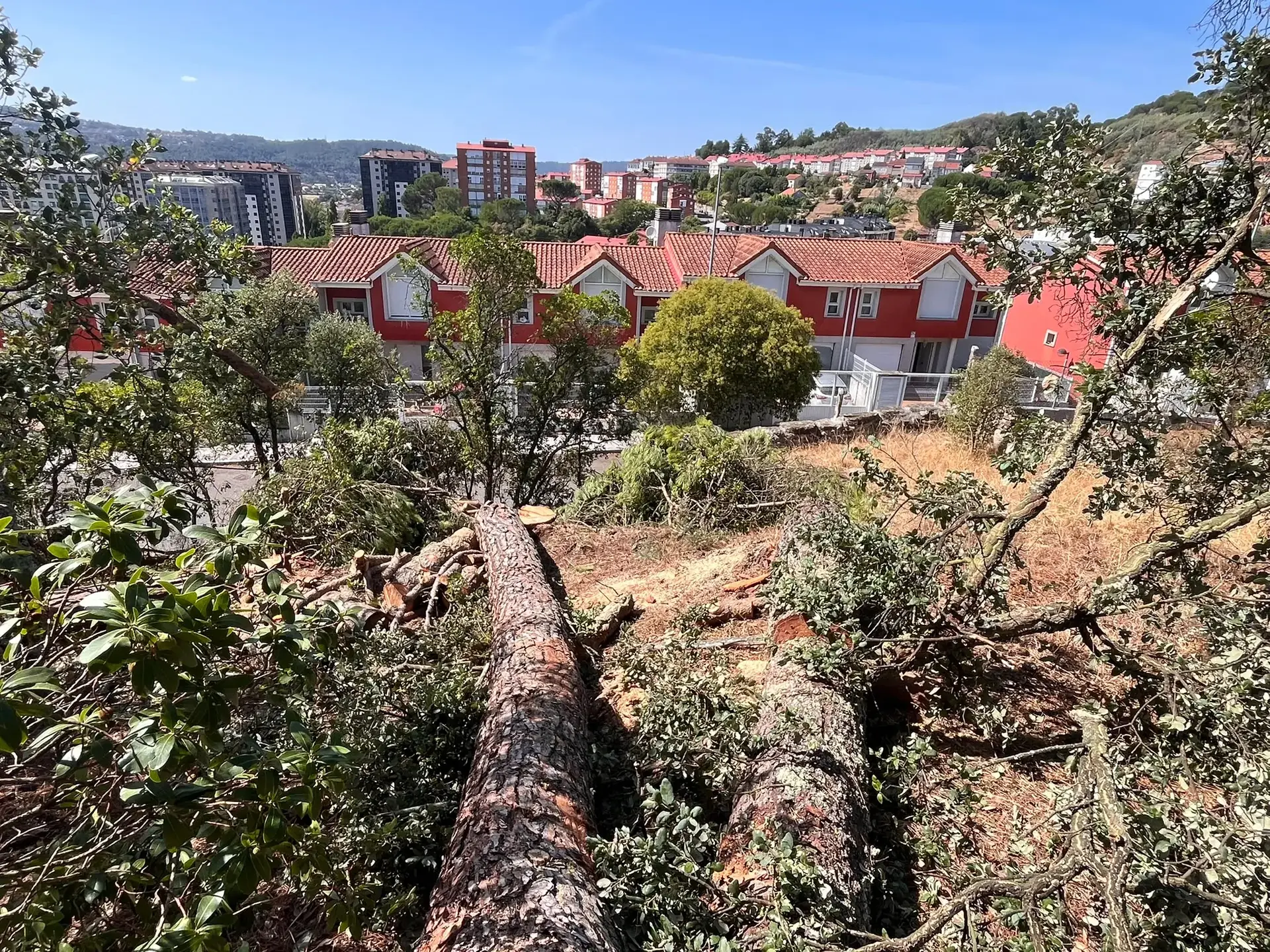 Tala controlada de árbol peligroso en Beade cerca de Ourense