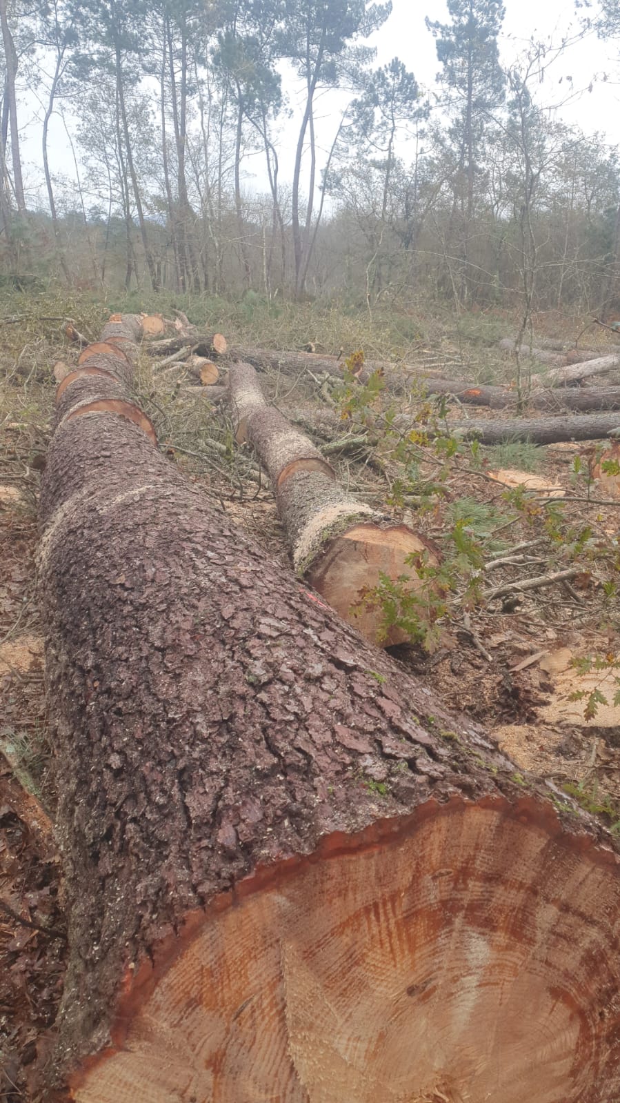 Tala controlada forestal en Ourense