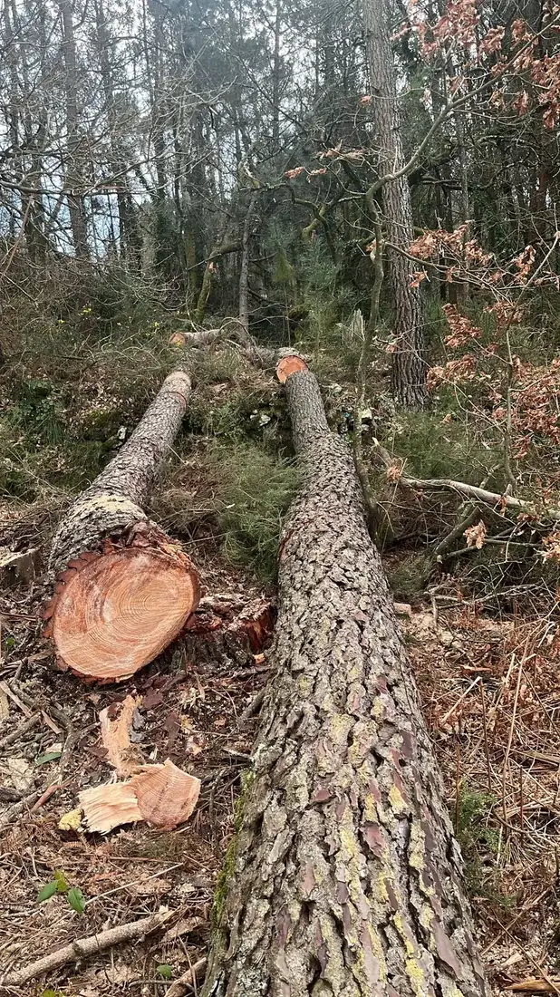 Tala de árbol peligroso en zona rural de Amoeiro, Ourense